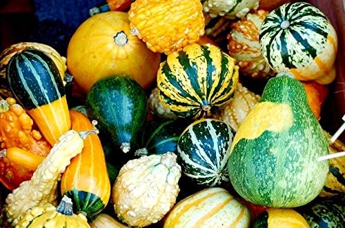 Decorative Pumpkin Seed Mix Ornamental Squash Gourd Mix 10 Non-GMO Seeds for Planting