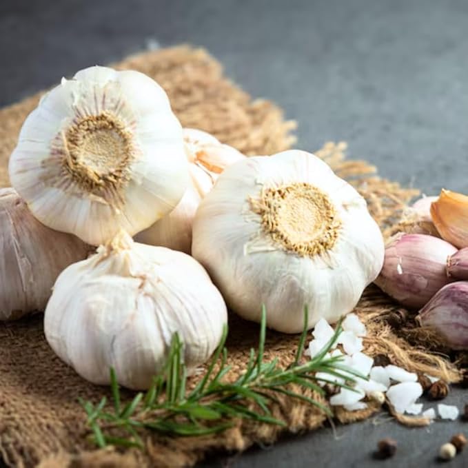 1 Pound Music Hardneck Garlic Bulbs for Planting, Fresh High-Yield Hardy Garlic for Garden or Container Growing