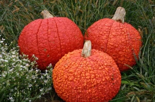 Pumpkin Seeds for Planting (10 Seeds) - Exotic and Hard to Find Pumpkin, Squash and Gourd Seeds - Vegetable Garden Seeds (Red Warty Thing)