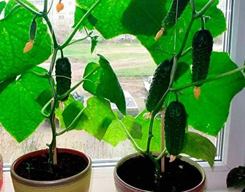 Seeds4planting - Seeds Indoor Cucumber Self-Pollinated Giant Pickling Vegetable Non GMO