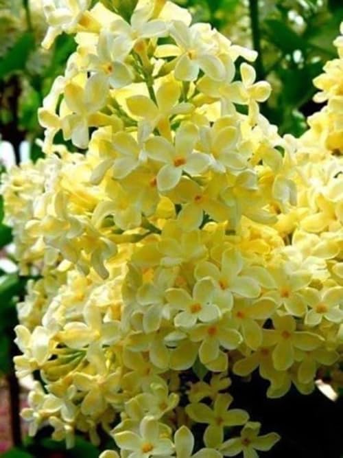 25pcs California Lilac Tree Seeds Mix Flowers Fragrant Hardy Perennial