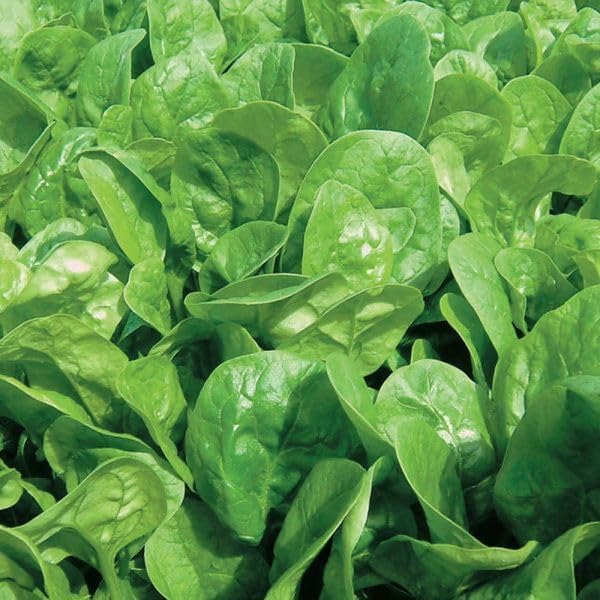 Seeds Four Season Spinach - Heirloom Vegetable - GMO Free