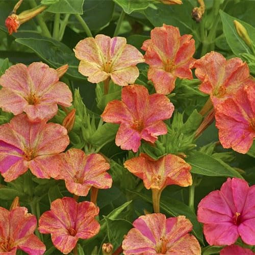 Outsidepride Marbles Yellow Red Four O'clock Flower Seeds - 100 Pcs Perennial Fragrant, Trumpet-Shaped Blooms, Easy to Grow, for Pollinator & Evening Gardens, Containers, Hedges, or Borders