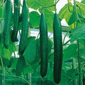 Cucumber Long Self-pollinated Zozula F1 Seeds Pickling Early Indoor Vegetable for Planting Giant Non GMO 10 Seeds