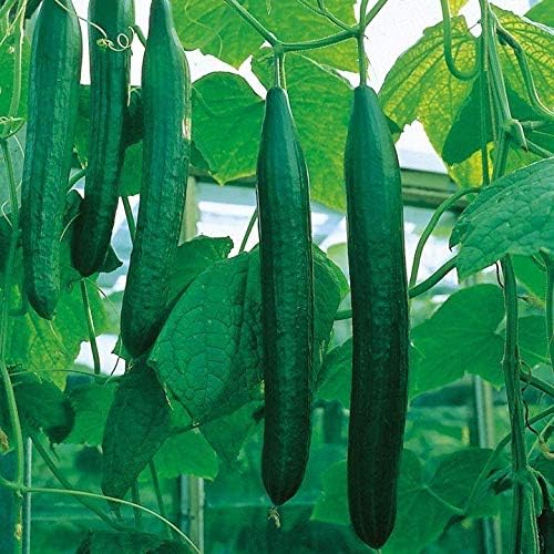 Cucumber Long Self-pollinated Zozula F1 Seeds Pickling Early Indoor Vegetable for Planting Giant Non GMO 10 Seeds