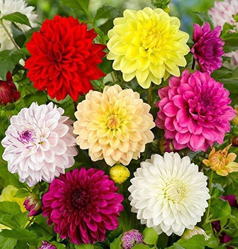 KIRA SEEDS - Seeds Double Dahlia Mix - Annual Flowers for Planting - GMO Free