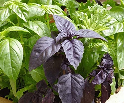 Seeds Basil Mix (Red, Green, Purple, Genovese, Corsican, Lemon, Lime) Indoor Sweet Heirloom Herbs Non GMO