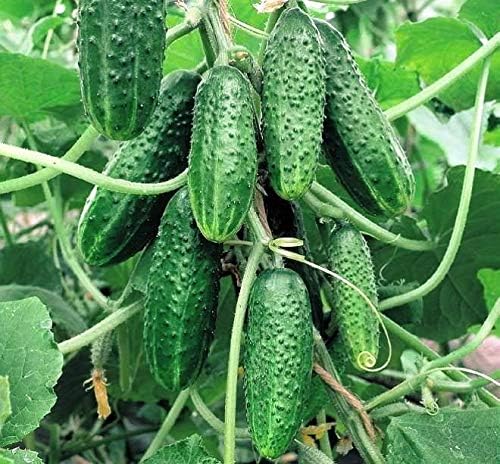 Seeds Vegetable Cucumber Vine Grape F1 Green - 20 Seeds