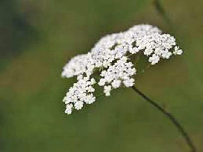 Caraway Seeds, Herb, 50+ Seeds, Non GMO, You Can Use Seeds, Plant and Roots on This Herb