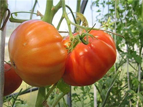 CEMEHA SEEDS - Seeds Giant Beefsteak Tomato Bear Paw Indeterminate Non GMO Vegetable for Planting