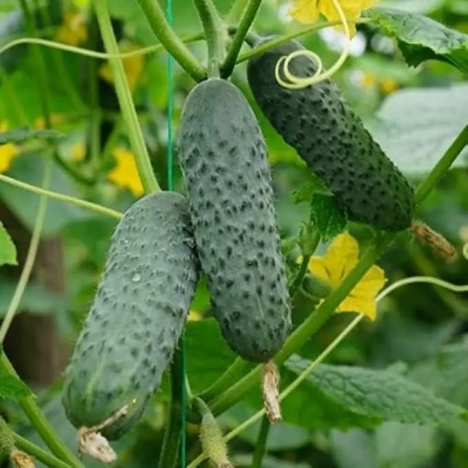 Seeds Indoor Self-Pollinating Cucumber Market F1 Hybrid Vegetable for Planting Non GMO - Harvest Time 38 Days