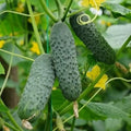 Seeds Indoor Self-Pollinating Cucumber Market F1 Hybrid Vegetable for Planting Non GMO - Harvest Time 38 Days