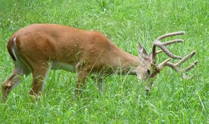 Turnip Seven Top Deer Food Plot Great Heirloom Vegetable by Seed Kingdom Bulk 5 Lb Seeds
