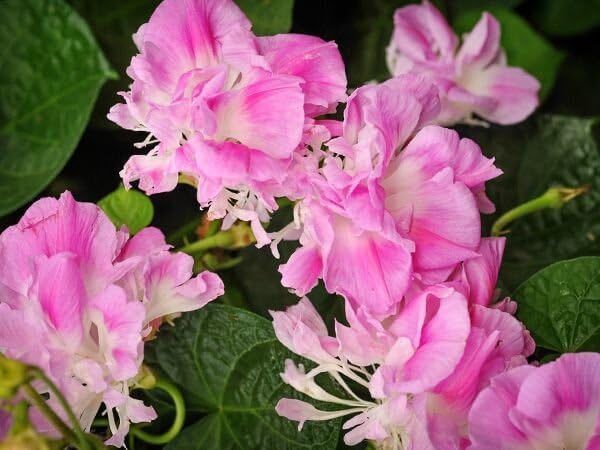 Park Seed Morning Glory Vine Flower Plant Seeds, Easy to Grow, Perfect for Spring Garden, Split Second, Pack of 25