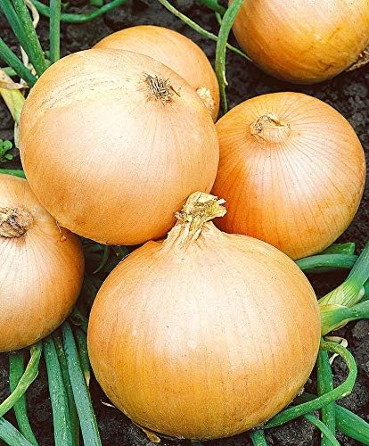 Seeds Vegetable Giant Onion Neutral Yellow Spicy Chalcedony for Planting Non GMO - 300 Seeds