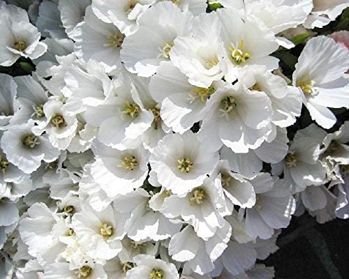 White Godetia Flower Seeds (Clarkia Amoena) – 1500+ Non-GMO Heirloom Seeds, by Isla’s Garden Seeds, Perfect for Planting in Home Gardens, Easy to Grow, Pure White Blooms, Great Gardening Gift