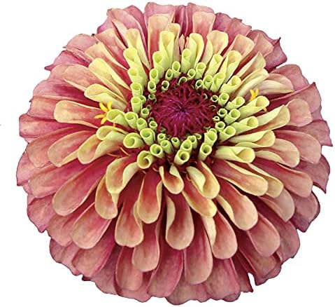 Park Seed Zinnia Seeds, Planting Flowers, Easy to Grow, Non-GMO, Perfect for Spring Garden, Queeny Lime Red, Pack of 25