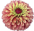 Park Seed Zinnia Seeds, Planting Flowers, Easy to Grow, Non-GMO, Perfect for Spring Garden, Queeny Lime Red, Pack of 25