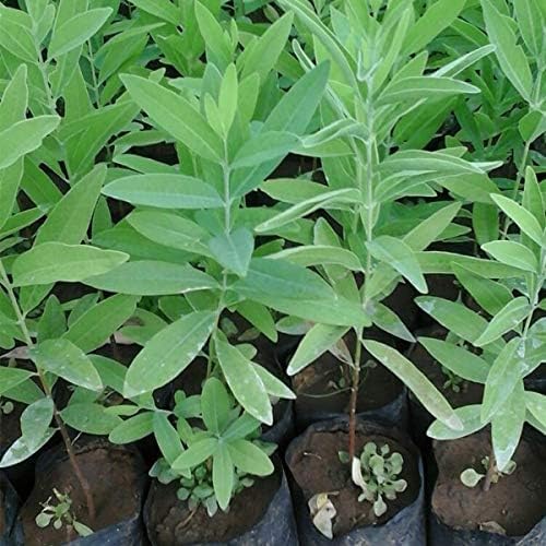 Indian Sreeghandha Seeds for Planting, Aromatic & Hardy Variety, Fast Germination, High Yield, Easy to Grow, Low Maintenance Herb for Home Garden, Pots, Backyard & All Climate Zones