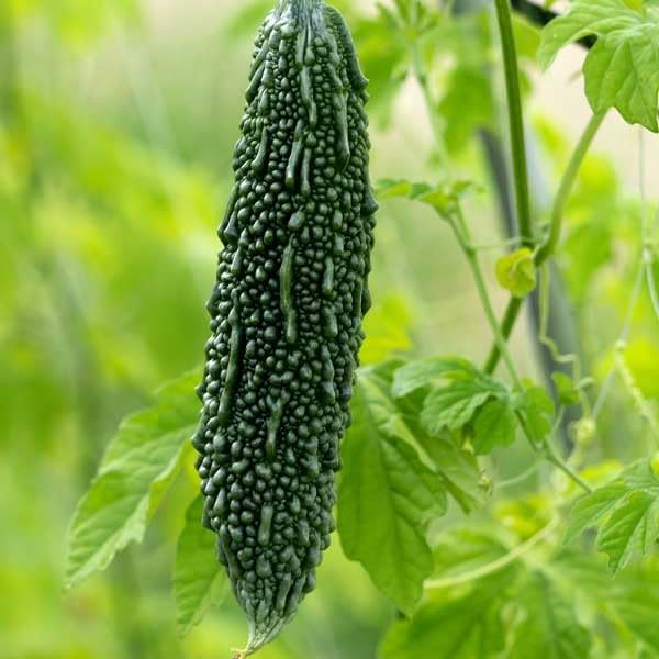 40 Bitter Gourd Seeds for Planting, High-Germination Indian Bitter Melon, Non-GMO Seeds for Home & Garden, Ideal for Outdoor Growing