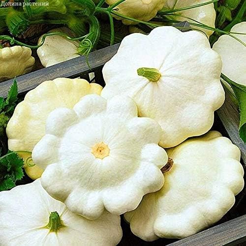 CEMEHA SEEDS - Seeds Scallopini Squash Patty Pan Zucchini White Non GMO Vegetable for Planting