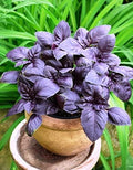 SeedsUP - 300+ Seeds Purple Basil Indoor Ornamental - Herb