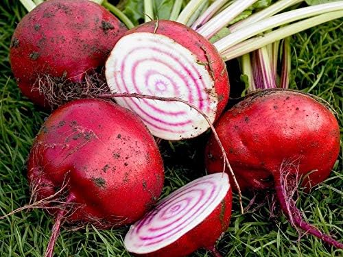 Seeds Vegetable Rare Beet Chioggia (Barbabietola di Chioggia, Bassano) Beetroot White-Pink Rings Heirloom - 100 Seeds