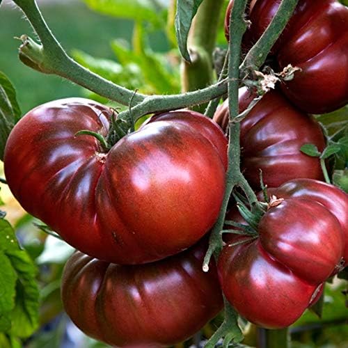 Seeds4planting - Seeds Tomato Black Elephant Giant Heirloom Vegetable Non GMO