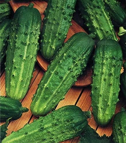 CEMEHA SEEDS - Seeds Cucumber Parisian Gherkin Open-Pollinated Pickling Non GMO Vegetable for Planting