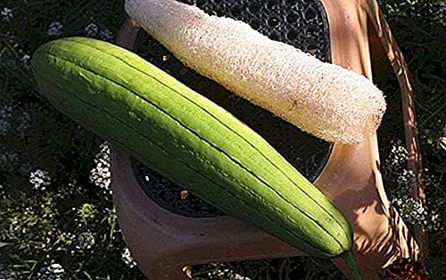 Seeds Dishrag Gourd Smooth Luffa Sponge Rag Outdoor Heirloom Vegetable for Planting Non GMO