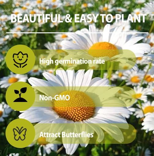 5000+ Perennial Chrysanthemum Seeds for Planting-AKA Shasta Daisy Heirloom Wildflower Seeds Pack