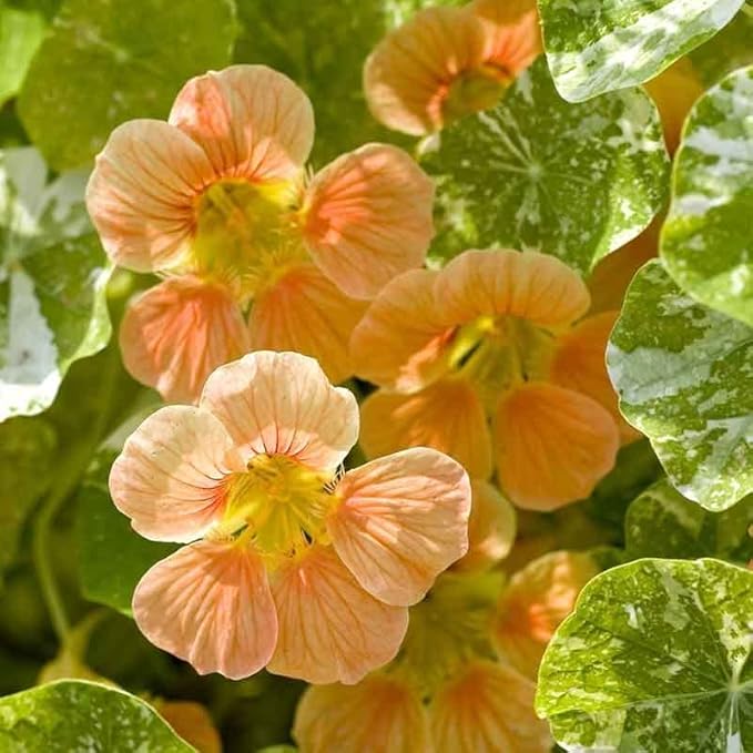 Eden Brothers Nasturtium Seeds - Alaska Salmon
