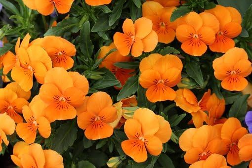 Black Duck Brand Set of Flower Seed Packets! Flower Seeds in Bulk - Great for Creating The Garden of Your Dreams! (50, Nasturtium)
