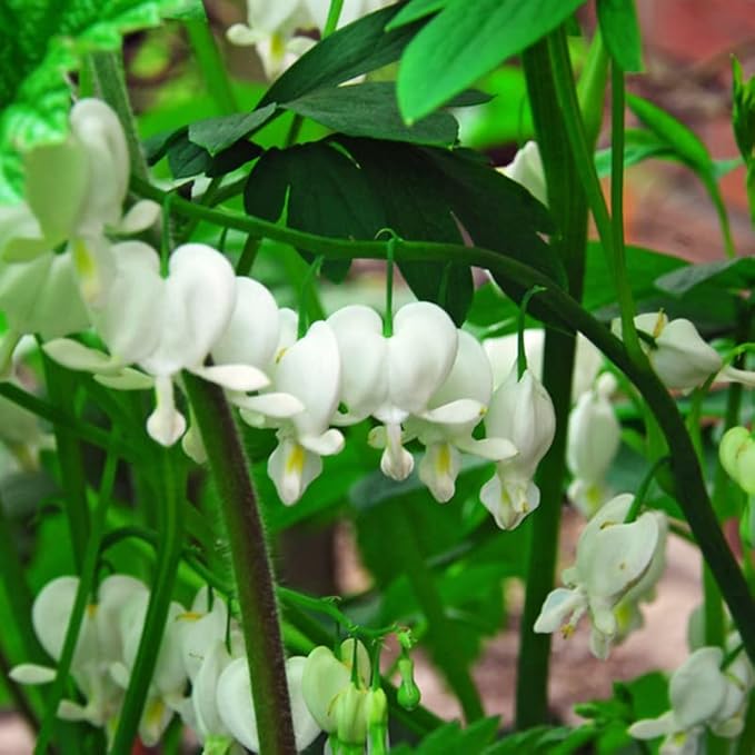 White Bleeding Hearts - Perennial Garden Flower Root - Deer Resistant