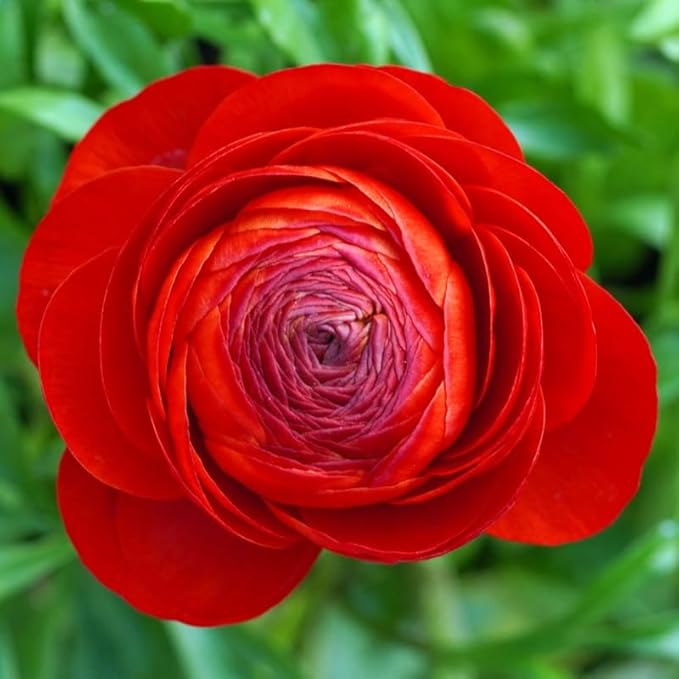30 Ranunculus Bulbs for Planting, Ranunculus Corms, Butterfly Ranunculus Flowers Bulbs, Peony Buttercup Ranunculus for Spring Fall (Red Ranunculus)