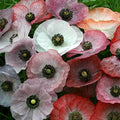 Park Seed Poppy Flower Plant Seeds, Easy to Grow, Perfect for Spring Garden, Mother of Pearl, Pack of 500