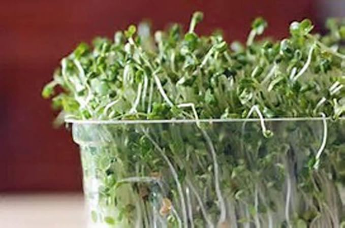 Garden Trio Sprouting Mix Seeds, 1/4 Pound/ 4 Ounces,"COOL BEANS n SPROUTS" Brand, This is a Mix of Broccoli, Radish and Alfalfa Seeds.