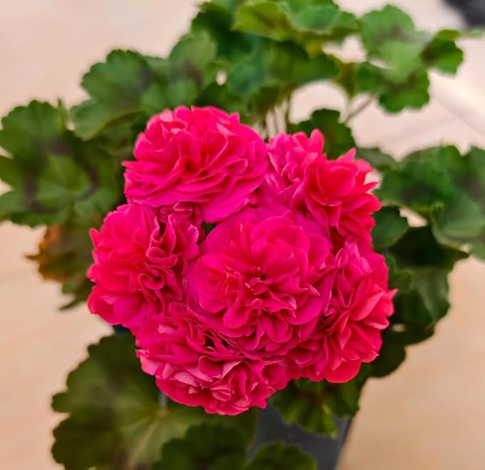 10+ Mixed Geranium Seeds Luster Mix Fragrant Flowers Garden Planting