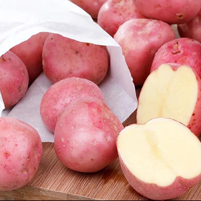 60 Red Potato Seeds for Growing Outdoors, True Potato Seeds Easy to Plant