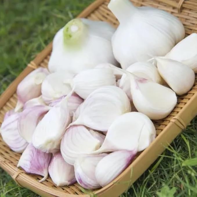 1 Pound White Hardneck Garlic Bulbs for Planting, Fresh High-Yield Hardy Garlic for Garden or Container Growing