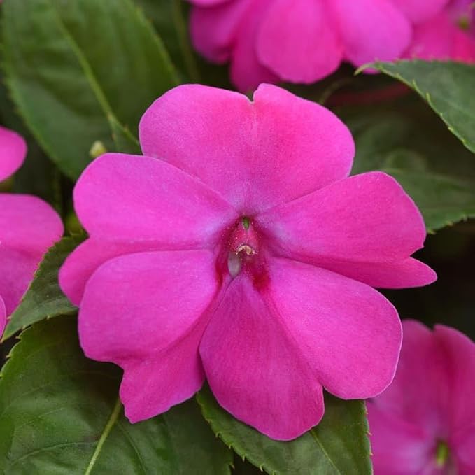Park Seed Solarscape XL Pink Jewel Hybrid Impatiens Seeds - Pack of 10 Seeds, AAS National Winner 2024, Vibrant Pink Blooms, Disease-Resistant, Ideal for Containers, Beds, and Borders