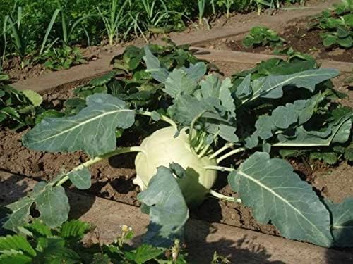 100+ Seeds Giant Kohlrabi Cabbage Biennial - Vegetable Green