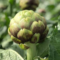 Park Seed 'Purple Tavor' Organic Artichoke Seeds, Sweet and Tender, Pack of 20 Seeds