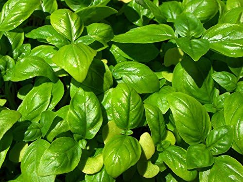 Basil Sweet Genovese Great Garden Herb by Seed Kingdom 1,200 Seeds