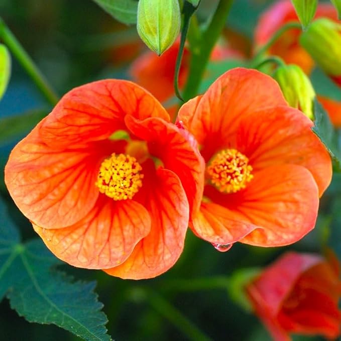 Seeds Abutilon Seeds Mix 50 Seeds for Planting Flowers Indian Mallow Flowering Maple