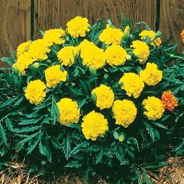 Park Seed Janie Yellow Marigold Flower Seeds – Early-Blooming 2-Inch Golden Blooms, Compact 8-Inch Plants, Heat-Tolerant and Butterfly-Friendly, Ideal for Edging and Containers – Pack of 50