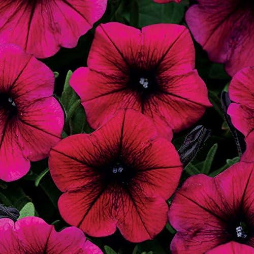 Park Seed Shock Wave Deep Purple Petunia Seeds, Early-Blooming Self-Cleaning Spreading Variety with Rich Purple Blooms, Compact and Weather Resistant, Pack of 10