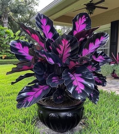 80pcs Caladium Plant Seeds for Palnting, Purple Black Exotic Foliage, Easy to Grow, Ideal for Garden & Indoor Planting
