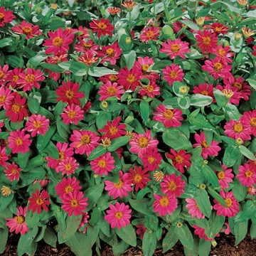 Park Seed Zinnia Seeds, Planting Flowers, Easy to Grow, Non-GMO, Perfect for Spring Garden, Profusion Cherry, Pack of 25