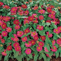 Park Seed Zinnia Seeds, Planting Flowers, Easy to Grow, Non-GMO, Perfect for Spring Garden, Profusion Cherry, Pack of 25